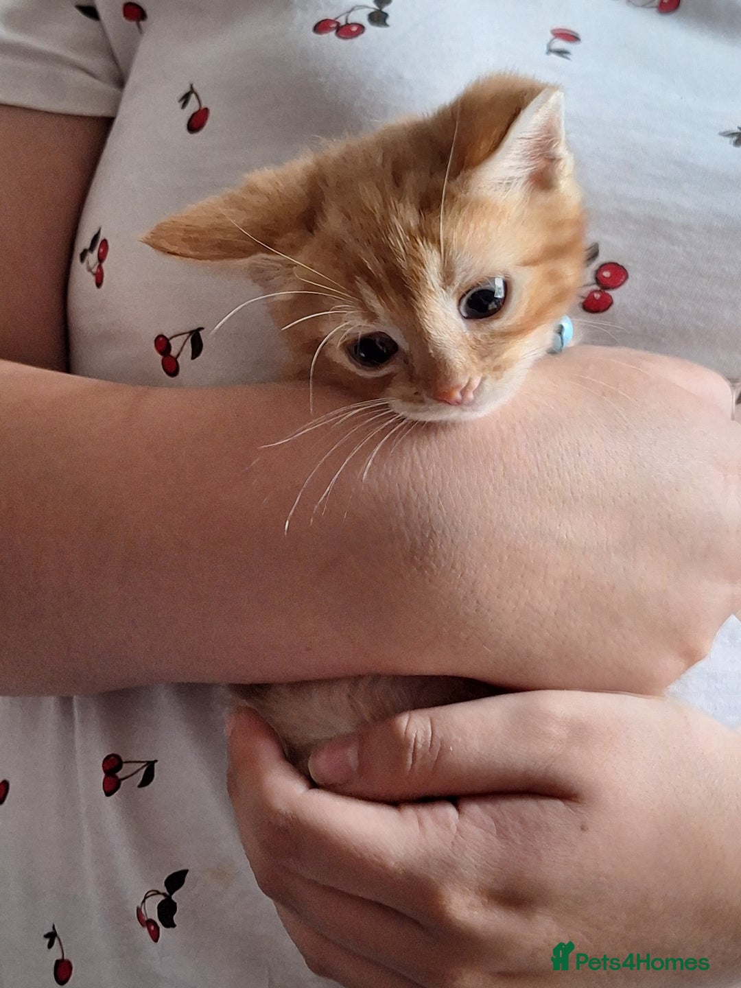 Mixed Breed cats for sale: Ginger little boy  - Image 7