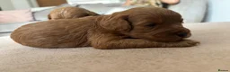 Cavapoo dogs for sale: Cavapoo F1B Beautiful puppies Due 20th June  - Advert 8