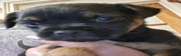 Border Terrier dogs for sale: Beautiful border terriers puppies  - Advert 4