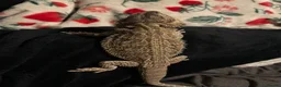Bearded Dragon reptiles for sale: Lizzy - Advert 2
