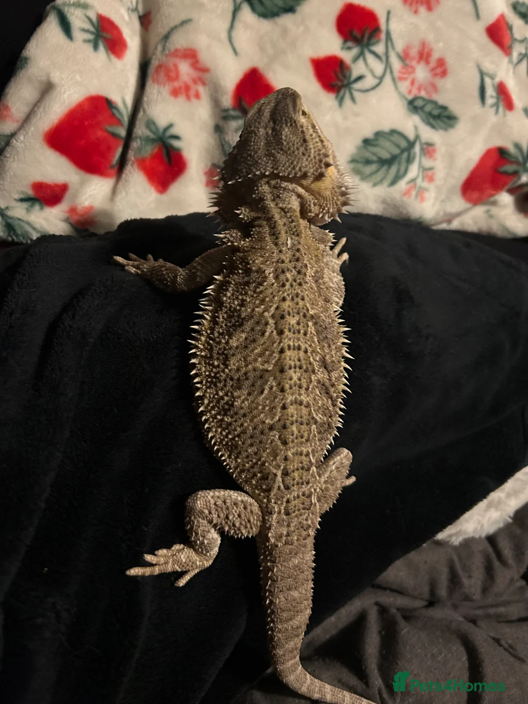 Bearded Dragon reptiles for sale: Lizzy - Advert 2