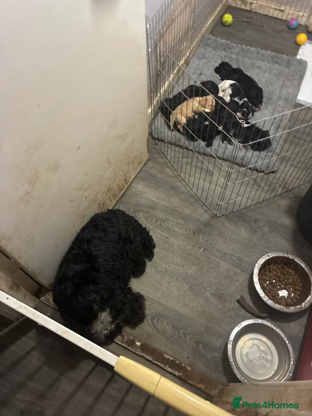 Shih Tzu dogs for sale: Cock a tzu - Advert 9