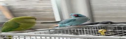 Ringnecks birds for sale: Ringneck Friendly  for sale in Heckmondwike - Advert 4