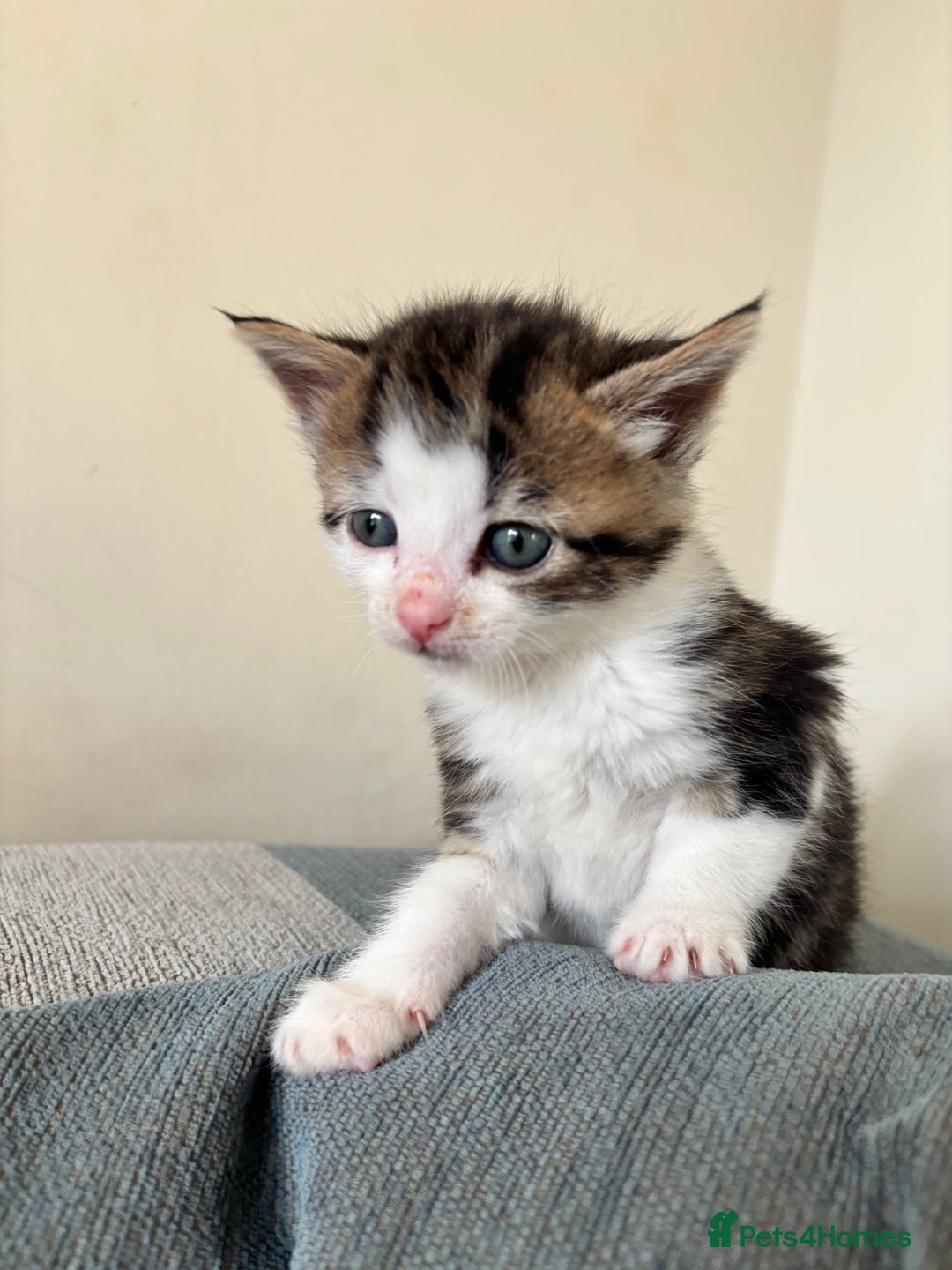 British Shorthair cats for sale: Four hand reared kittens Please read the info - Advert 8