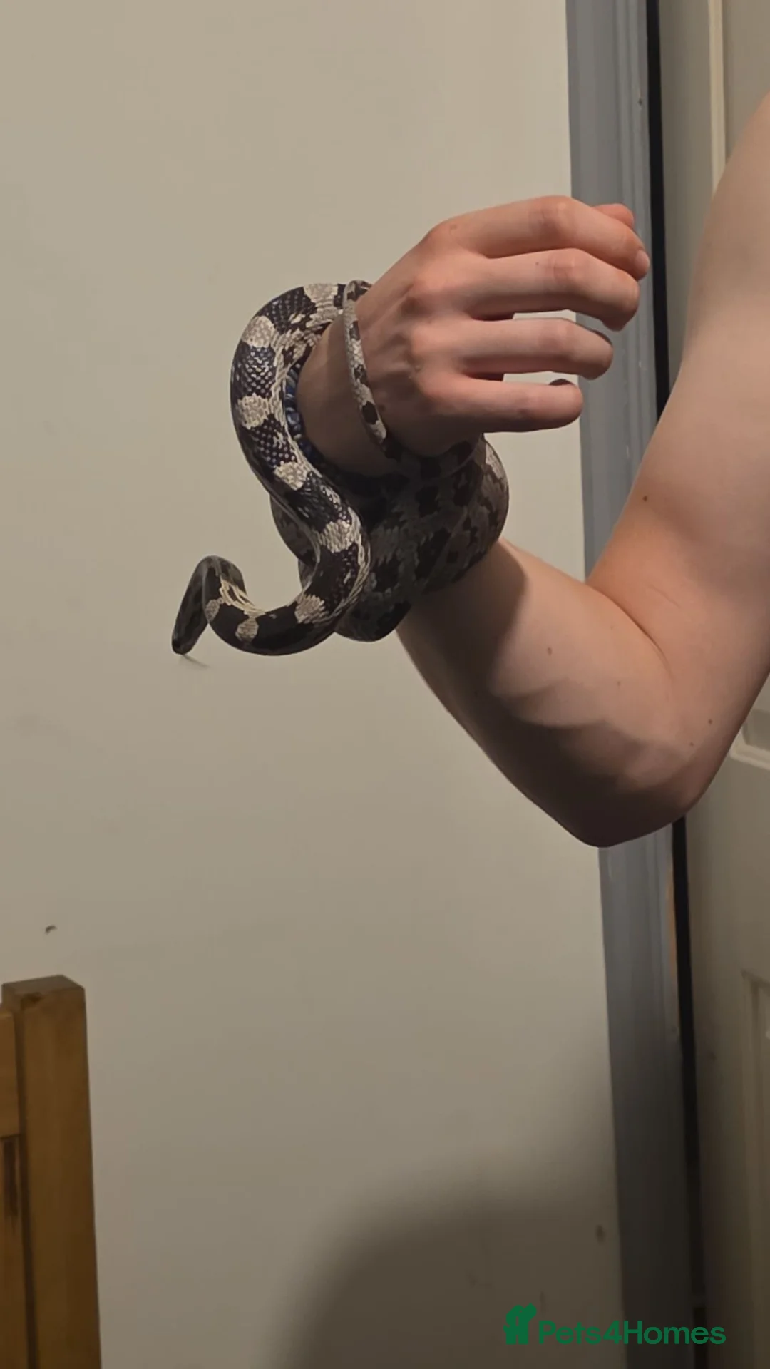 Corn Snake reptiles for sale: Corn snake - Advert 2