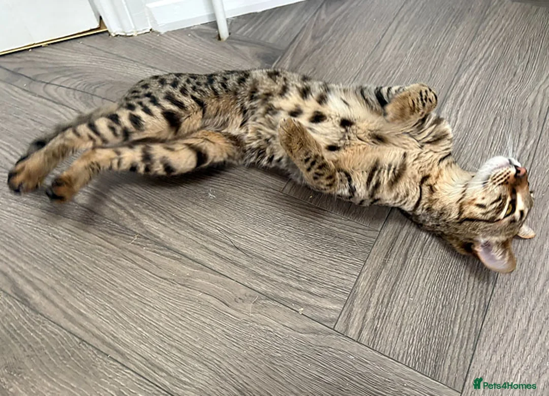 Savannah cats for sale: F5 SBT Savannah sisters Squealer, Shyler and Lily - Advert 11