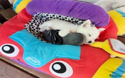 West Highland Terrier dogs for sale: Top import champion bred westies - Image 11