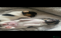 Jack Russell dogs for sale: Beautiful short legged Jack Russell babies  - Image 26