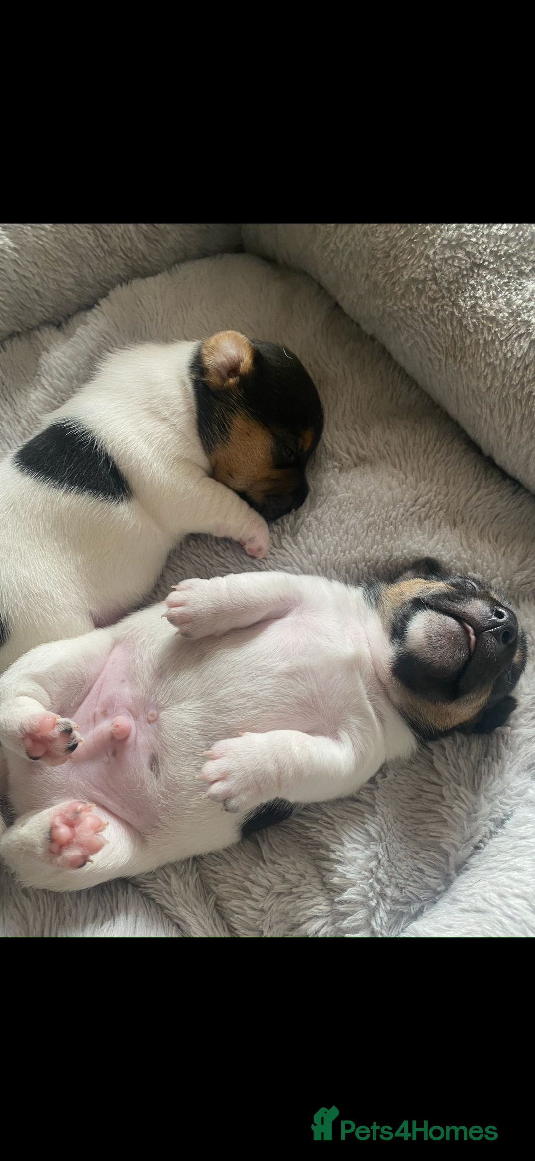 Jack Russell dogs for sale: Beautiful short legged Jack Russell babies  - Image 26