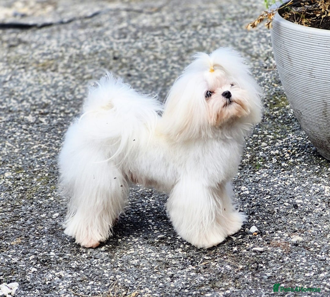 Maltese dogs for stud: Amazing Tiny Doll Face Korean Maltese STUD ONLY  - Image 7