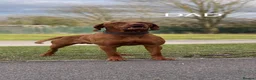 Hungarian Vizsla dogs for sale: Hungarian vizsla KC puppies for sale in Peterlee - Advert 15