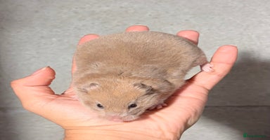 Hamster rodents - Advert 6