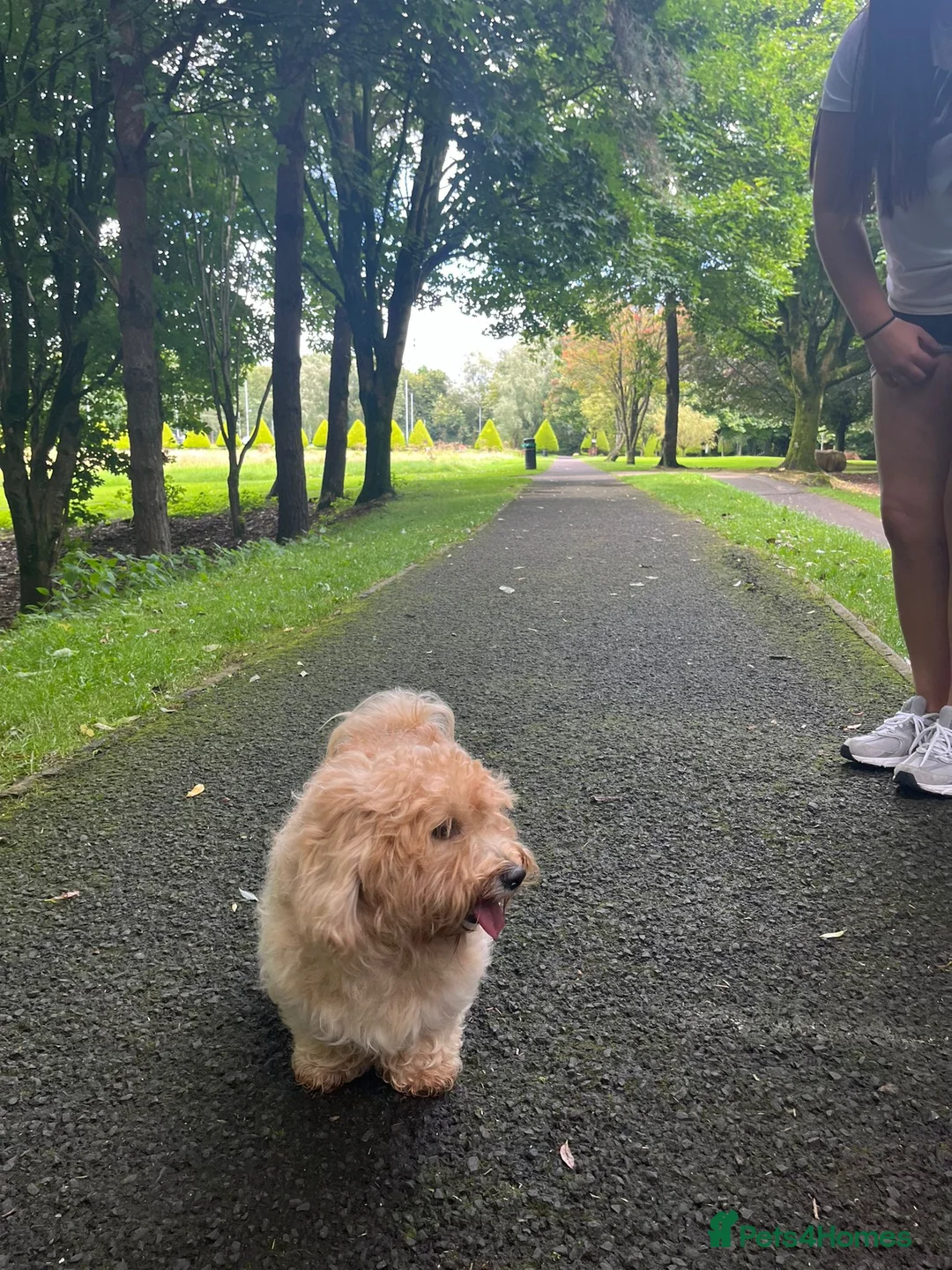 Havanese dogs for sale: Adorable Havanese  - Advert 6