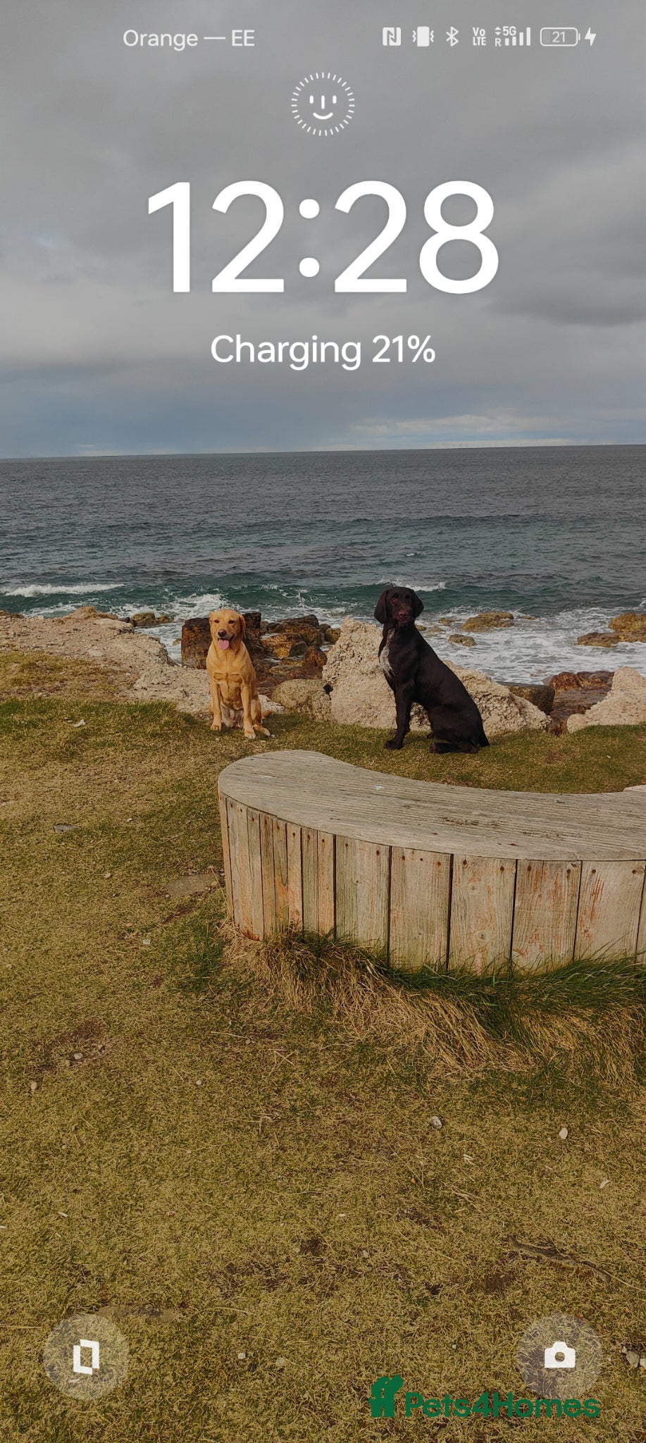 Mixed Breed dogs Vizslador Puppies  - Advert 2