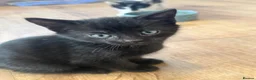 Mixed Breed cats for sale: Beautiful kittens for sale - Advert 3