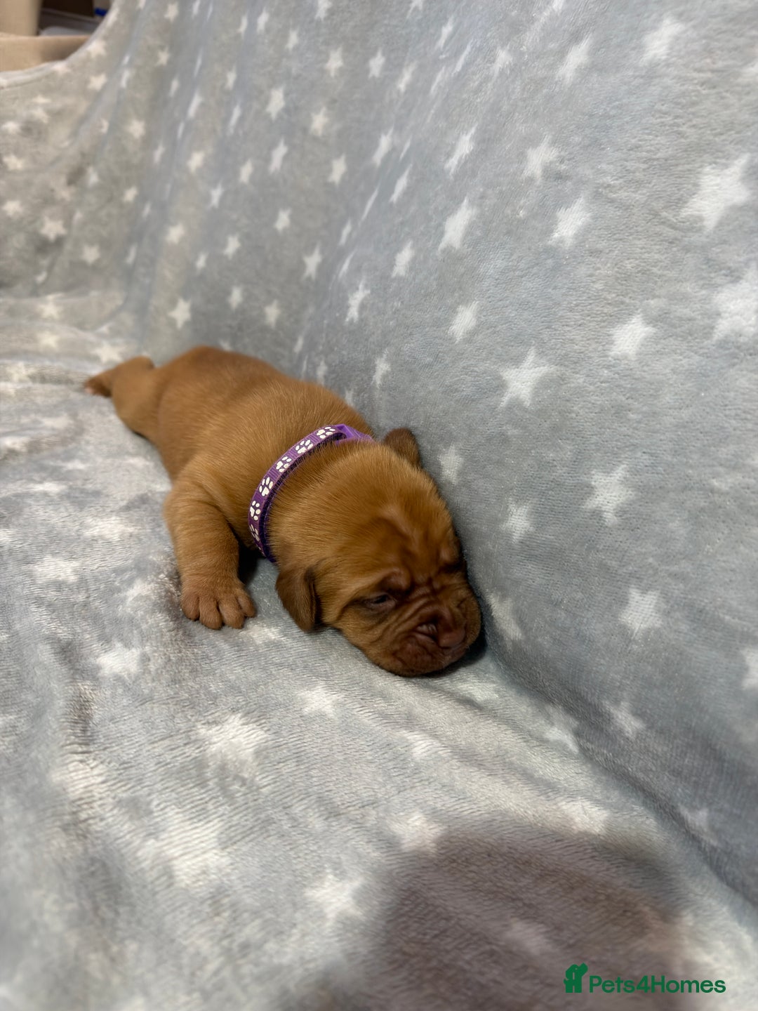 Dogue De Bordeaux dogs for sale: Beautiful Dogue De Bordeaux Puppies - Advert 17