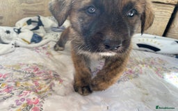Mixed Breed dogs for sale: German shepherd cross Tibetan mastiff - Image 6