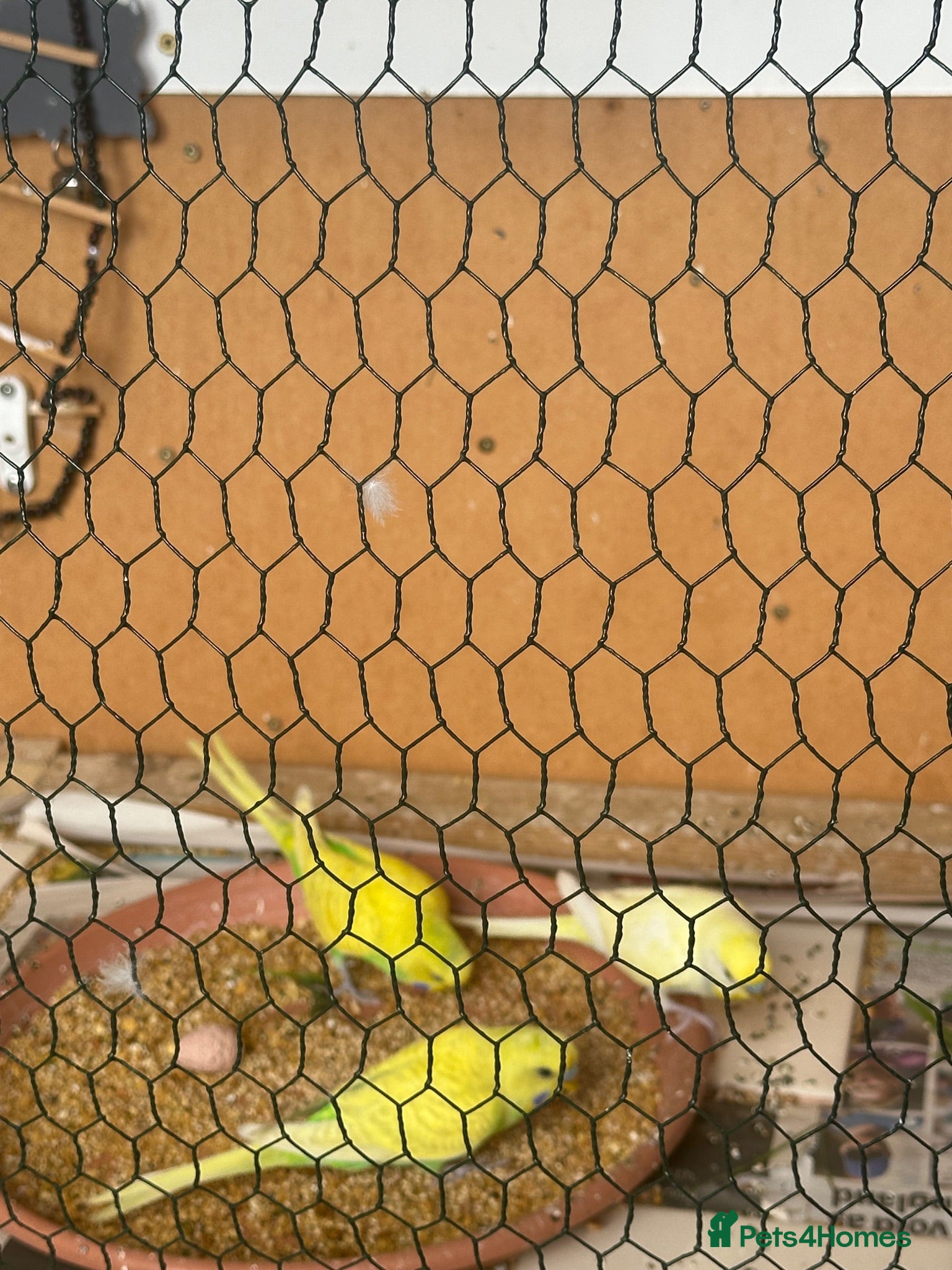 Budgerigars birds Lovely three  male budgies  - Advert 2