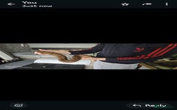 Boa Snake reptiles for sale: 2x male boas - Image 1