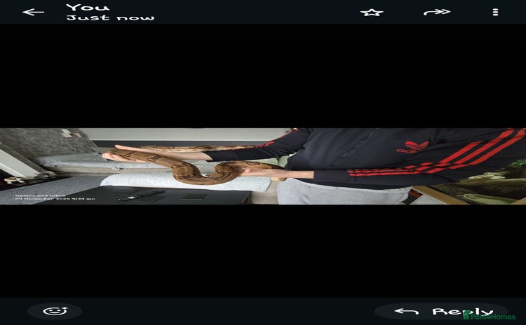 Boa Snake reptiles - Advert 1