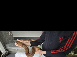 Boa Snake reptiles for sale - Advert 1