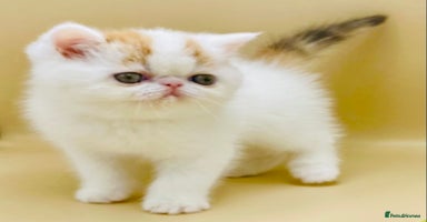Exotic cats - Advert 2