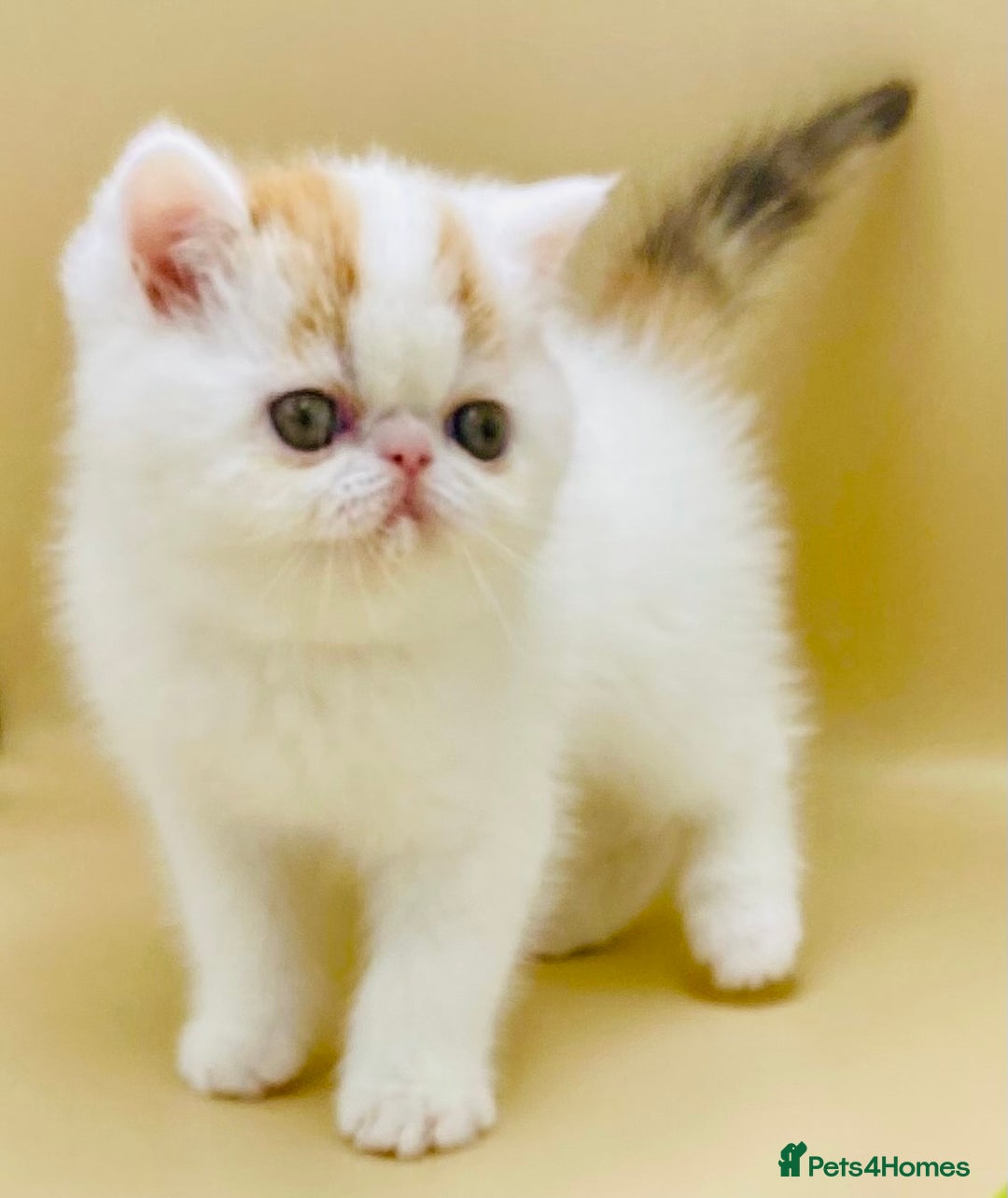 Exotic cats for sale: 🏆PREMIUM QUALITY KITTENS🏆 - Image 3