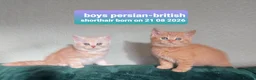British Shorthair cats for sale: Variety of colours kittens Bradford  - Advert 25