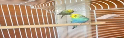 Budgerigars birds for sale: Budgies in Rochdale - Advert 2