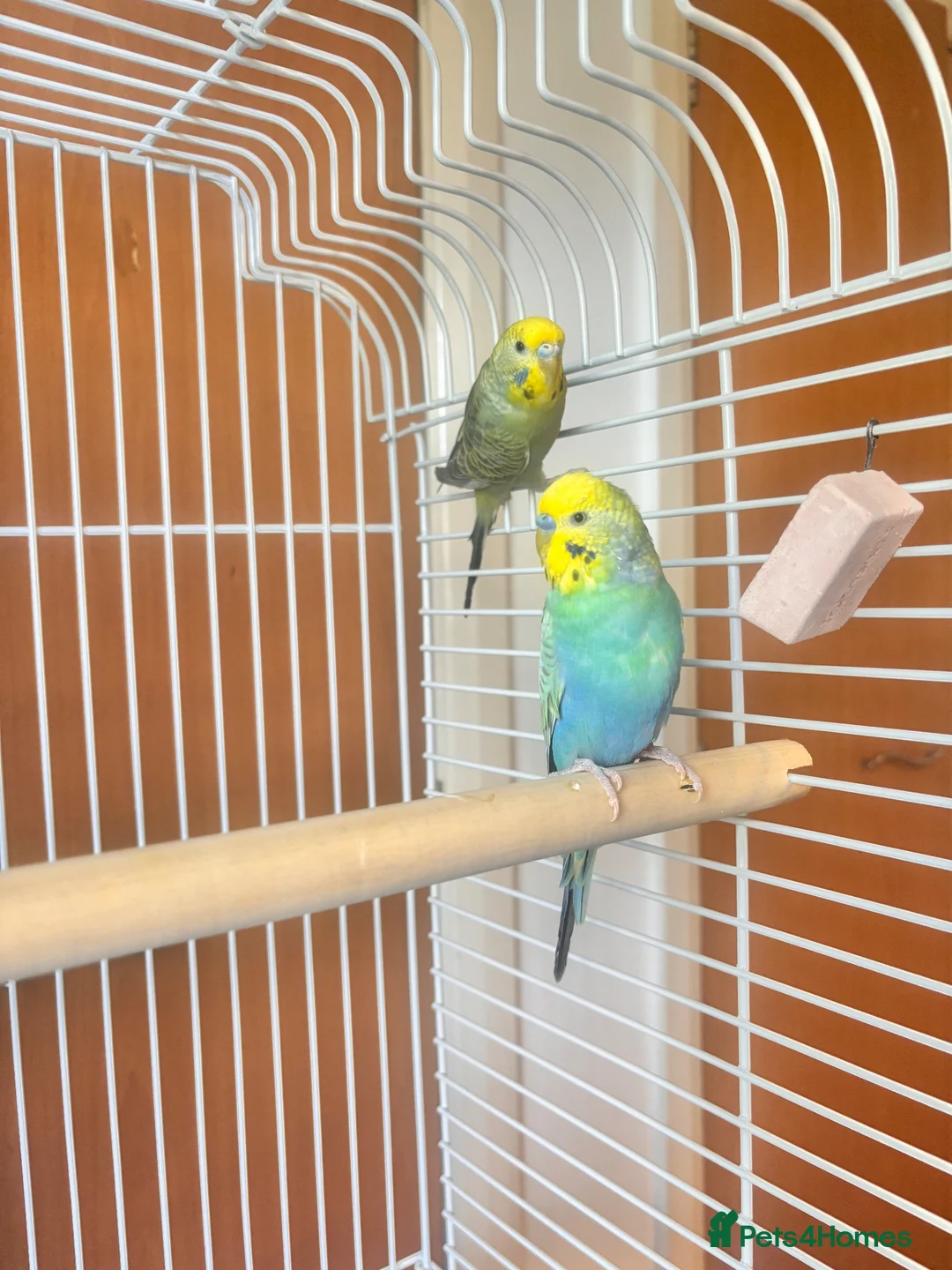 Budgerigars birds for sale: Budgies in Rochdale - Advert 2