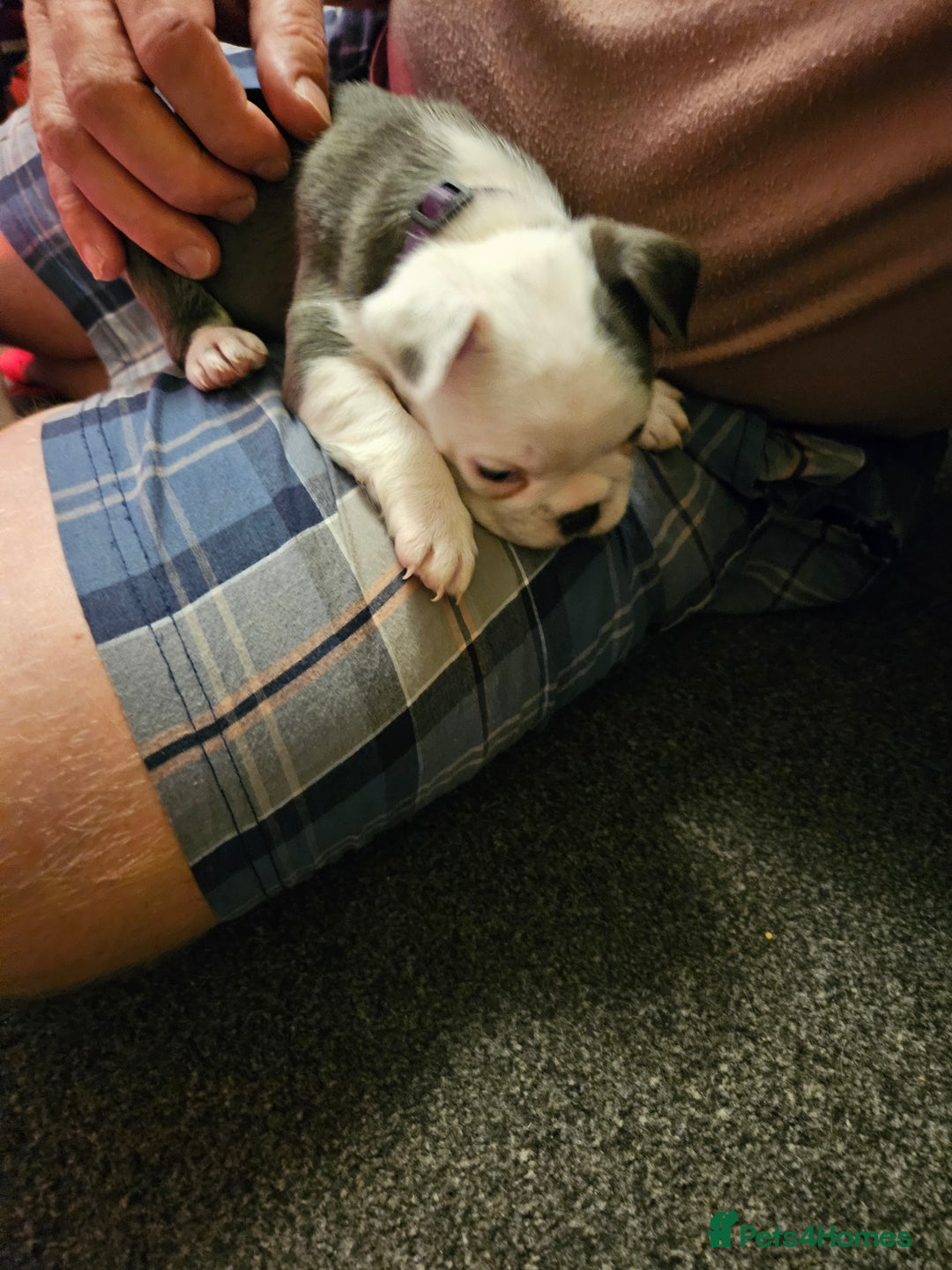 Mixed Breed dogs for sale: Frenchton Pups - Image 20