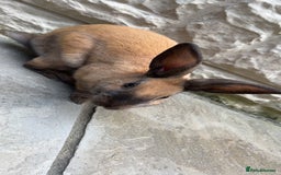 English rabbits for sale: Rabbits for sale - Image 3