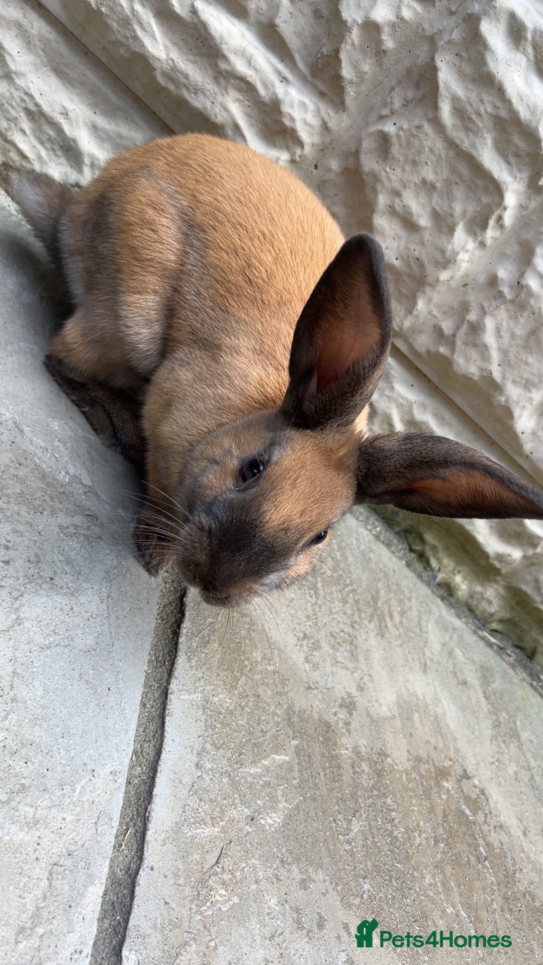 English rabbits for sale: Rabbits for sale - Image 3