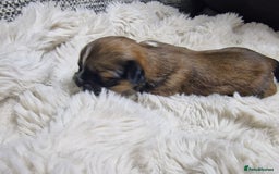Lhasa Apso dogs for sale: 6 puppies  4 girls 2 boys - Image 17