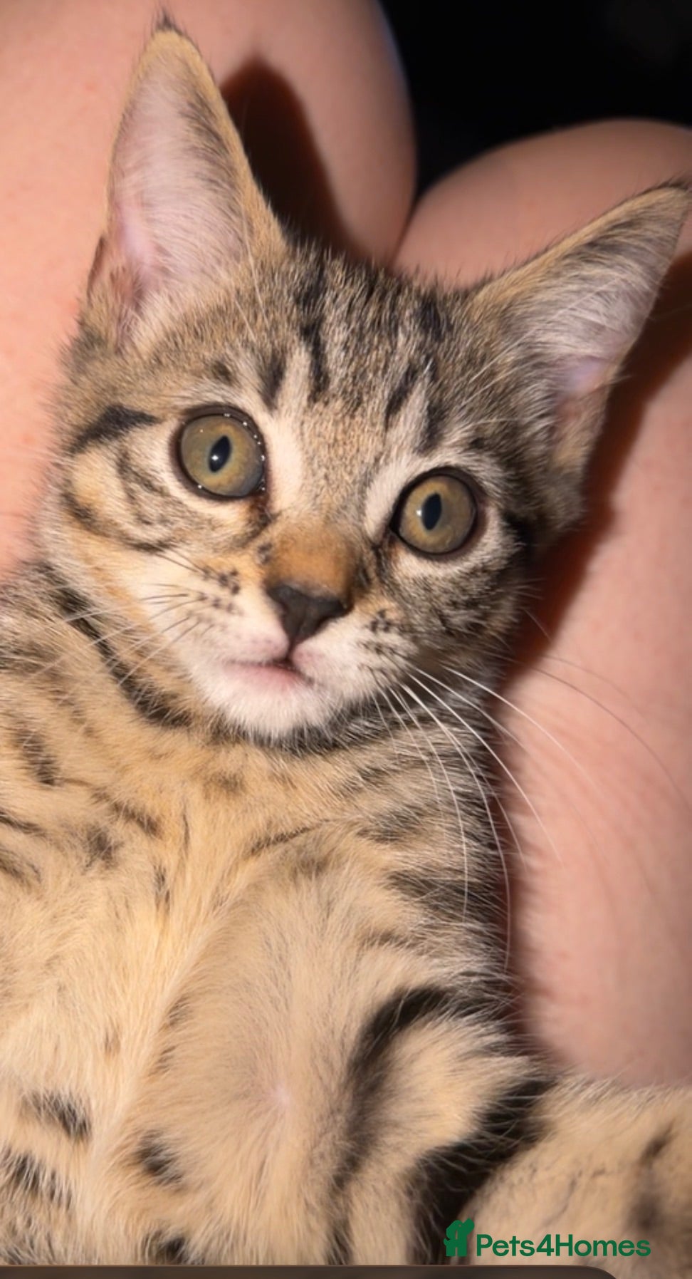 Mixed Breed cats PRICE DROP - Beautiful kitten - Ready to go 🏡  - Advert 11