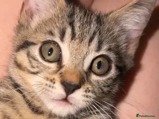 Mixed Breed cats PRICE DROP - Beautiful kitten - Ready to go 🏡 - Advert 11