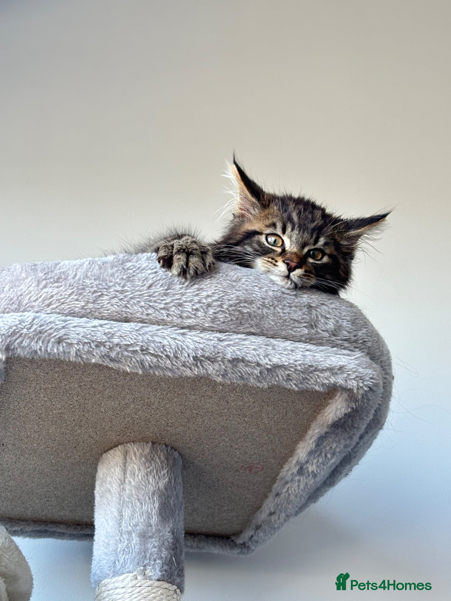 Maine Coon cats Fluffy Maine coon kitten - Advert 8