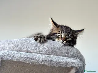 Maine Coon cats Fluffy Maine coon kitten - Advert 8