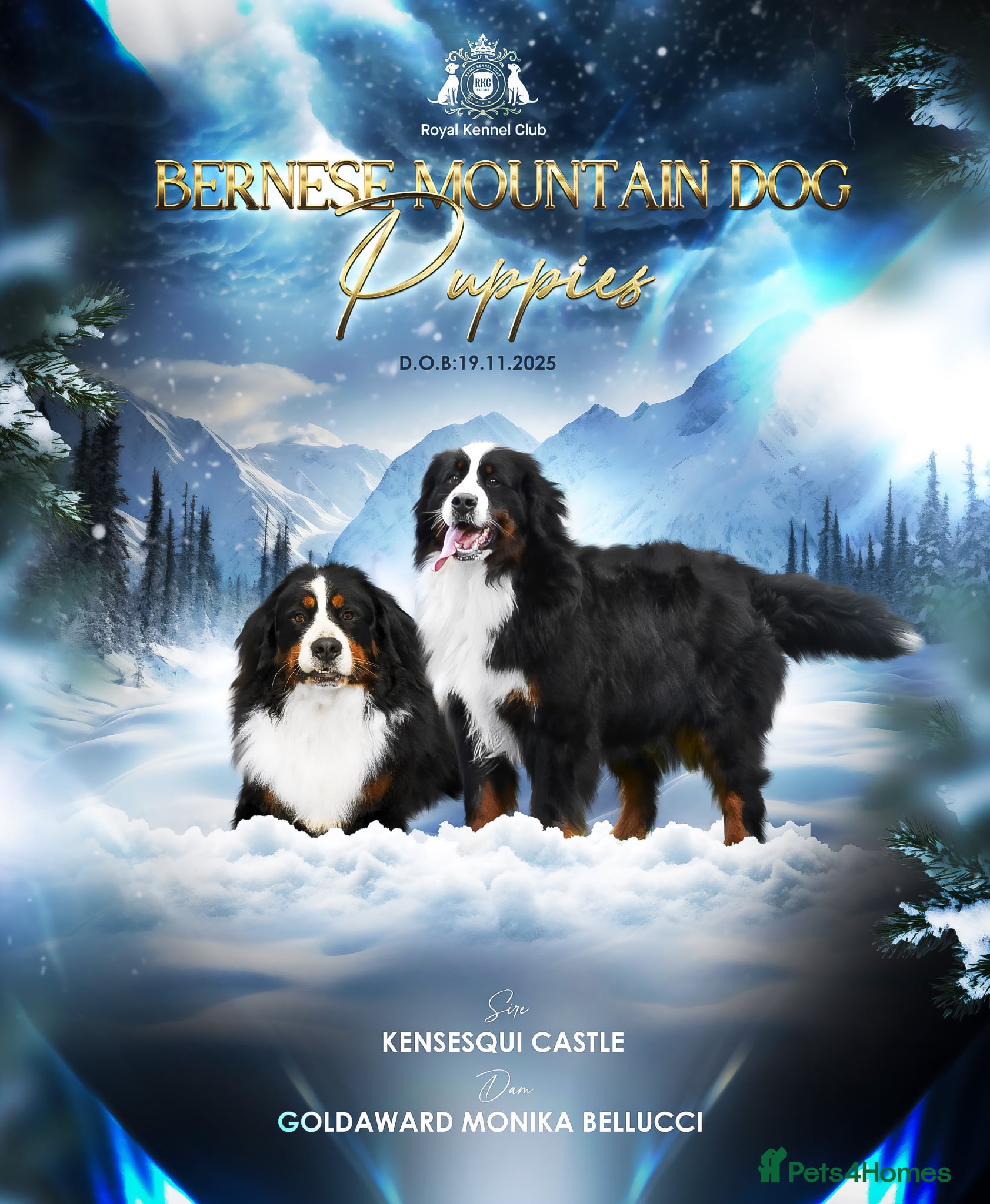 Bernese Mountain Dog dogs KC REGISTERED LITTER OF BERNESE MOUNTAIN DOG PUPS - Advert 8