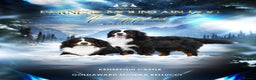 Bernese Mountain Dog dogs for sale: KC REGISTERED LITTER OF BERNESE MOUNTAIN DOG PUPS - Advert 1