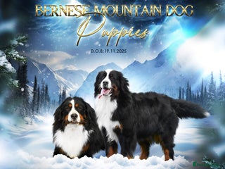 Bernese Mountain Dog dogs KC REGISTERED LITTER OF BERNESE MOUNTAIN DOG PUPS - Advert 5