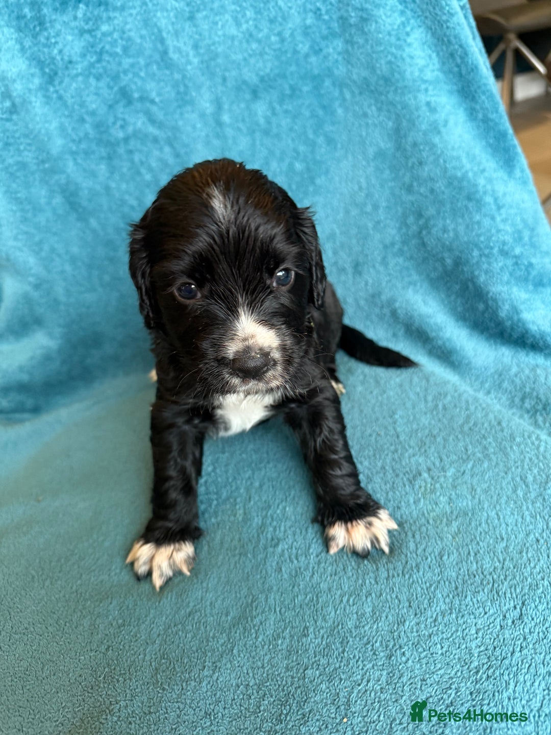 Sprocker dogs for sale: Beautiful Sprocker Spaniel pups - Image 16