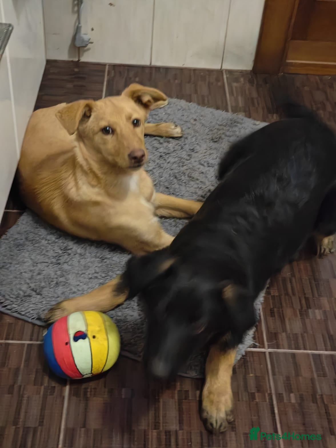 Mixed Breed dogs ❤️Hope&Joy: small size true gems, double love❤️ - Advert 7
