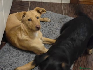 Mixed Breed dogs ❤️Hope&Joy — two 7(8) months small sisters❤️ - Advert 5