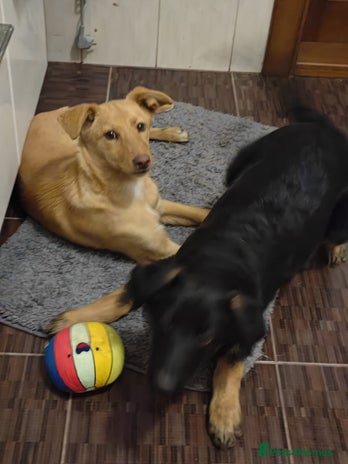 Mixed Breed dogs ❤️Hope&Joy — two 7(8) months small sisters❤️ - Advert 4