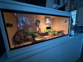 Python Snake reptiles Adult Male Royal (Ball) Python + Set Up - Advert 3