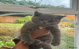 British Shorthair cats for sale: British Shorthair KITTEN - Image 1