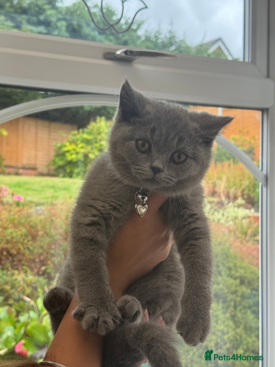 British Shorthair cats for sale: British Shorthair KITTEN - Image 1