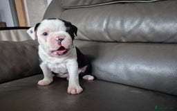 Boston Terrier dogs for sale: BOSTON TERRIER PUPPIES - Image 9
