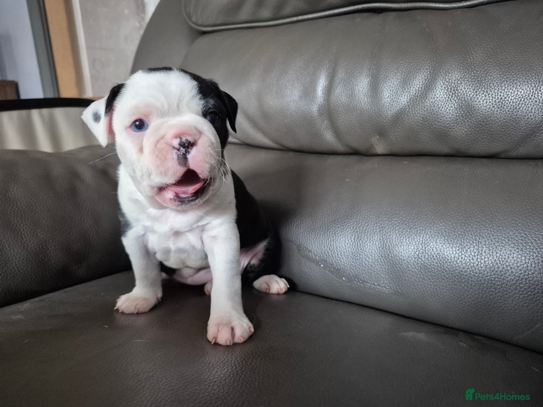 Boston Terrier dogs for sale: BOSTON TERRIER PUPPIES - Image 9